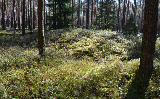 18_Dieveniškių pilkapynas (2).jpg